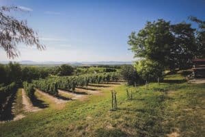 Balaton Weinregion